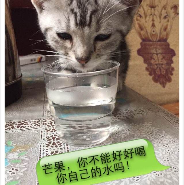 怎么买假的塞伦国际大学成绩单